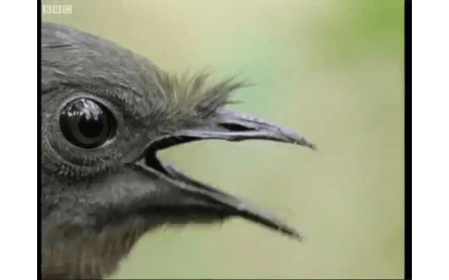 The Lore of the Lyrebird